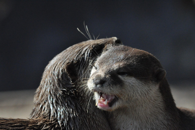 Nowy mieszkaniec poznaÅskiego zoo